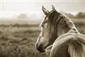 Picture of Horse & the Horizon _GroupedProduct_Rectangle_Landscape_Photography _GroupedProduct_Rectangle_Landscape_Unframed_Print_Only_
