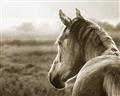 Picture of Horse & the Horizon _GroupedProduct_Rectangle_Landscape_Photography _GroupedProduct_Rectangle_Landscape_Unframed_Print_Only_