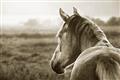 Picture of Horse & the Horizon _GroupedProduct_Rectangle_Landscape_Photography _GroupedProduct_Rectangle_Landscape_Unframed_Print_Only_