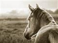Picture of Horse & the Horizon _GroupedProduct_Rectangle_Landscape_Photography _GroupedProduct_Rectangle_Landscape_Unframed_Print_Only_