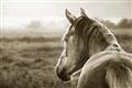 Picture of Horse & the Horizon _GroupedProduct_Rectangle_Landscape_Photography _GroupedProduct_Rectangle_Landscape_Unframed_Print_Only_
