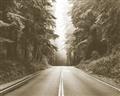 Picture of Foggy Straight Redwood Highway _GroupedProduct_Rectangle_Landscape_Photography _GroupedProduct_Rectangle_Landscape_Unframed_Print_Only_