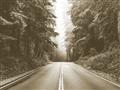 Picture of Foggy Straight Redwood Highway _GroupedProduct_Rectangle_Landscape_Photography _GroupedProduct_Rectangle_Landscape_Unframed_Print_Only_