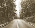 Picture of Foggy Straight Redwood Highway _GroupedProduct_Rectangle_Landscape_Photography _GroupedProduct_Rectangle_Landscape_Unframed_Print_Only_