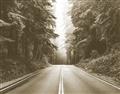Picture of Foggy Straight Redwood Highway _GroupedProduct_Rectangle_Landscape_Photography _GroupedProduct_Rectangle_Landscape_Unframed_Print_Only_