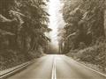 Picture of Foggy Straight Redwood Highway _GroupedProduct_Rectangle_Landscape_Photography _GroupedProduct_Rectangle_Landscape_Unframed_Print_Only_