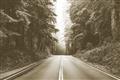 Picture of Foggy Straight Redwood Highway _GroupedProduct_Rectangle_Landscape_Photography _GroupedProduct_Rectangle_Landscape_Unframed_Print_Only_