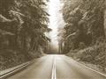 Picture of Foggy Straight Redwood Highway _GroupedProduct_Rectangle_Landscape_Photography _GroupedProduct_Rectangle_Landscape_Unframed_Print_Only_