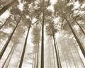 Picture of Sky High Trees _GroupedProduct_Rectangle_Landscape_Photography _GroupedProduct_Rectangle_Landscape_Unframed_Print_Only_