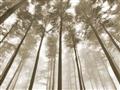 Picture of Sky High Trees _GroupedProduct_Rectangle_Landscape_Photography _GroupedProduct_Rectangle_Landscape_Unframed_Print_Only_