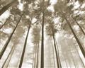Picture of Sky High Trees _GroupedProduct_Rectangle_Landscape_Photography _GroupedProduct_Rectangle_Landscape_Unframed_Print_Only_