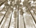 Picture of Sky High Trees _GroupedProduct_Rectangle_Landscape_Photography _GroupedProduct_Rectangle_Landscape_Unframed_Print_Only_