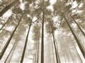 Picture of Sky High Trees _GroupedProduct_Rectangle_Landscape_Photography _GroupedProduct_Rectangle_Landscape_Unframed_Print_Only_