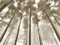 Picture of Sky High Trees _GroupedProduct_Rectangle_Landscape_Photography _GroupedProduct_Rectangle_Landscape_Unframed_Print_Only_