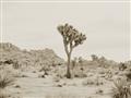 Picture of Dessert Tree _GroupedProduct_Rectangle_Landscape_Photography _GroupedProduct_Rectangle_Landscape_Unframed_Print_Only_