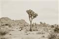 Picture of Dessert Tree _GroupedProduct_Rectangle_Landscape_Photography _GroupedProduct_Rectangle_Landscape_Unframed_Print_Only_
