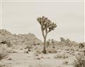 Picture of Dessert Tree _GroupedProduct_Rectangle_Landscape_Photography _GroupedProduct_Rectangle_Landscape_Unframed_Print_Only_