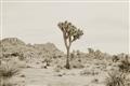 Picture of Dessert Tree _GroupedProduct_Rectangle_Landscape_Photography _GroupedProduct_Rectangle_Landscape_Unframed_Print_Only_