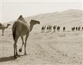 Picture of Camel Walk _GroupedProduct_Rectangle_Landscape_Photography _GroupedProduct_Rectangle_Landscape_Unframed_Print_Only_