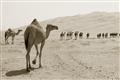 Picture of Camel Walk _GroupedProduct_Rectangle_Landscape_Photography _GroupedProduct_Rectangle_Landscape_Unframed_Print_Only_