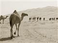 Picture of Camel Walk _GroupedProduct_Rectangle_Landscape_Photography _GroupedProduct_Rectangle_Landscape_Unframed_Print_Only_