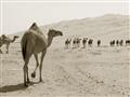 Picture of Camel Walk _GroupedProduct_Rectangle_Landscape_Photography _GroupedProduct_Rectangle_Landscape_Unframed_Print_Only_