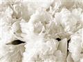 Picture of Fluffy Florals _GroupedProduct_Rectangle_Landscape_Photography _GroupedProduct_Rectangle_Landscape_Unframed_Print_Only_