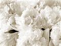 Picture of Fluffy Florals _GroupedProduct_Rectangle_Landscape_Photography _GroupedProduct_Rectangle_Landscape_Unframed_Print_Only_