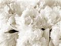 Picture of Fluffy Florals _GroupedProduct_Rectangle_Landscape_Photography _GroupedProduct_Rectangle_Landscape_Unframed_Print_Only_