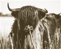 Picture of Bull in the Grass _GroupedProduct_Rectangle_Landscape_Photography _GroupedProduct_Rectangle_Landscape_Unframed_Print_Only_