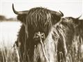 Picture of Bull in the Grass _GroupedProduct_Rectangle_Landscape_Photography _GroupedProduct_Rectangle_Landscape_Unframed_Print_Only_
