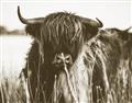 Picture of Bull in the Grass _GroupedProduct_Rectangle_Landscape_Photography _GroupedProduct_Rectangle_Landscape_Unframed_Print_Only_