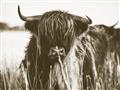 Picture of Bull in the Grass _GroupedProduct_Rectangle_Landscape_Photography _GroupedProduct_Rectangle_Landscape_Unframed_Print_Only_