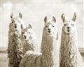 Picture of Llama Fam _GroupedProduct_Rectangle_Landscape_Photography _GroupedProduct_Rectangle_Landscape_Unframed_Print_Only_