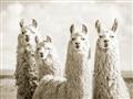 Picture of Llama Fam _GroupedProduct_Rectangle_Landscape_Photography _GroupedProduct_Rectangle_Landscape_Unframed_Print_Only_