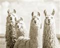 Picture of Llama Fam _GroupedProduct_Rectangle_Landscape_Photography _GroupedProduct_Rectangle_Landscape_Unframed_Print_Only_
