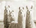 Picture of Llama Fam _GroupedProduct_Rectangle_Landscape_Photography _GroupedProduct_Rectangle_Landscape_Unframed_Print_Only_