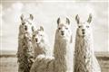 Picture of Llama Fam _GroupedProduct_Rectangle_Landscape_Photography _GroupedProduct_Rectangle_Landscape_Unframed_Print_Only_