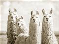 Picture of Llama Fam _GroupedProduct_Rectangle_Landscape_Photography _GroupedProduct_Rectangle_Landscape_Unframed_Print_Only_