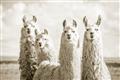 Picture of Llama Fam _GroupedProduct_Rectangle_Landscape_Photography _GroupedProduct_Rectangle_Landscape_Unframed_Print_Only_