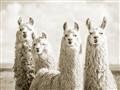 Picture of Llama Fam _GroupedProduct_Rectangle_Landscape_Photography _GroupedProduct_Rectangle_Landscape_Unframed_Print_Only_