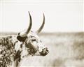 Picture of Annie, the Spotted Cow III _GroupedProduct_Rectangle_Landscape_Photography _GroupedProduct_Rectangle_Landscape_Unframed_Print_Only_