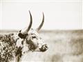 Picture of Annie, the Spotted Cow III _GroupedProduct_Rectangle_Landscape_Photography _GroupedProduct_Rectangle_Landscape_Unframed_Print_Only_