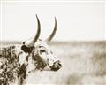 Picture of Annie, the Spotted Cow III _GroupedProduct_Rectangle_Landscape_Photography _GroupedProduct_Rectangle_Landscape_Unframed_Print_Only_