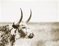 Picture of Annie, the Spotted Cow III _GroupedProduct_Rectangle_Landscape_Photography _GroupedProduct_Rectangle_Landscape_Unframed_Print_Only_