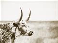 Picture of Annie, the Spotted Cow III _GroupedProduct_Rectangle_Landscape_Photography _GroupedProduct_Rectangle_Landscape_Unframed_Print_Only_