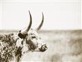 Picture of Annie, the Spotted Cow III _GroupedProduct_Rectangle_Landscape_Photography _GroupedProduct_Rectangle_Landscape_Unframed_Print_Only_