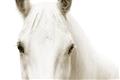 Picture of White horse _GroupedProduct_Rectangle_Landscape_Photography _GroupedProduct_Rectangle_Landscape_Unframed_Print_Only_