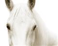 Picture of White horse _GroupedProduct_Rectangle_Landscape_Photography _GroupedProduct_Rectangle_Landscape_Unframed_Print_Only_