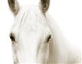 Picture of White horse _GroupedProduct_Rectangle_Landscape_Photography _GroupedProduct_Rectangle_Landscape_Unframed_Print_Only_
